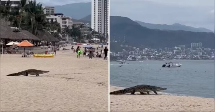 Ataque de crocodilo em praia turística do México. Foto: Reproduçao