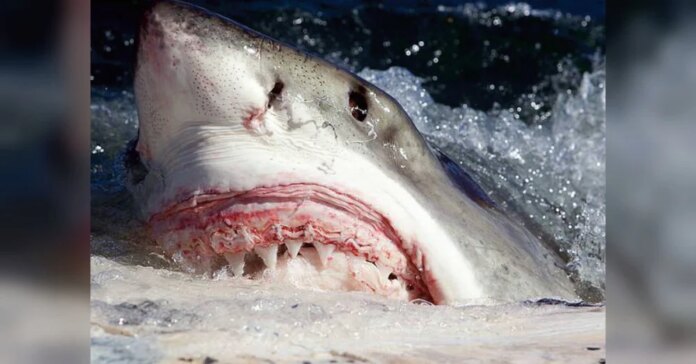 O tubarão-branco (Carcharodon carcharias) é o maior peixe predador do mundo. Foto: Reprodução
